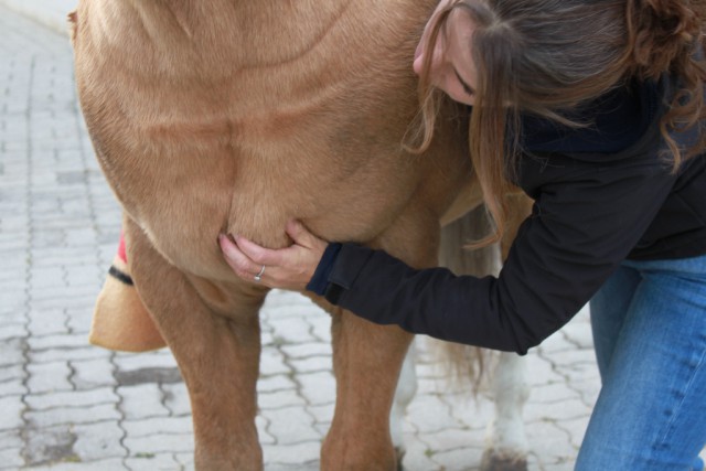 Eine Massage kann dem Pferd helfen, die Muskeln zu entspannen. © Adrienne Tomkinson