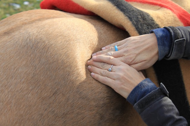 Regelmäßige "Wellness-Einheiten" fürs Pferd bringen Gemütsverfassung und Körper wieder ins Gleichgewicht. © Adrienne TomkinsonRegelmäßige "Wellness-Einheiten" fürs Pferd bringen Gemütsverfassung und Körper wieder ins Gleichgewicht. © Adrienne Tomkinson