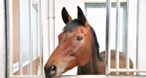 Auf der Plattform stablebooking.com kann man für seine Pferde kurzfristige Unterkünfte finden. © ILiyan