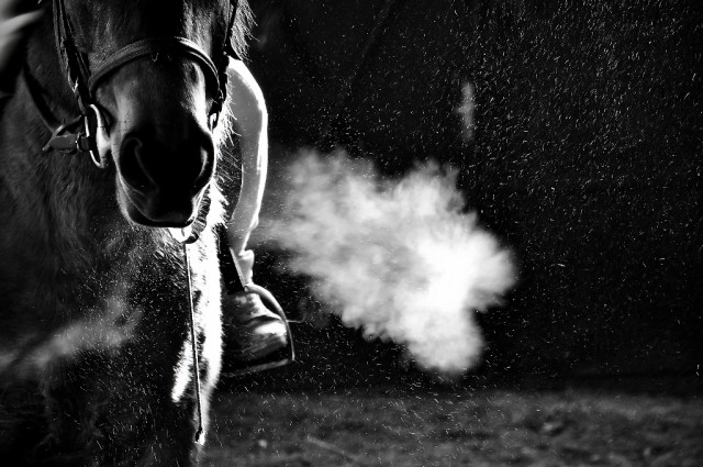 Pferdeliebe ist kein Wahnsinn, das ist Leidenschaft! © Kubasiak Zbigniew / Shutterstock