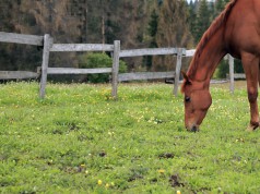 Beim Anweiden von Pferden gibt es einige Dinge zu beachten. © shutterstock / Tarica