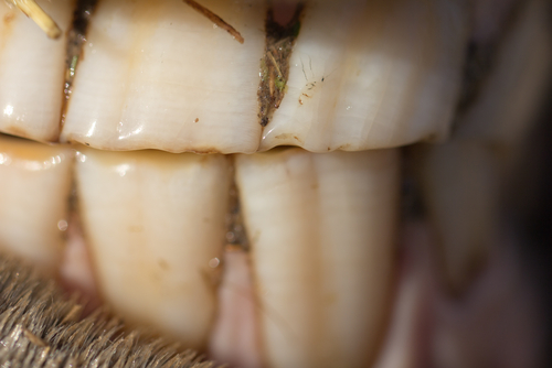 Auch ein Zahncheck sollte immer wieder gemacht werden! © Shutterstock / Schankz