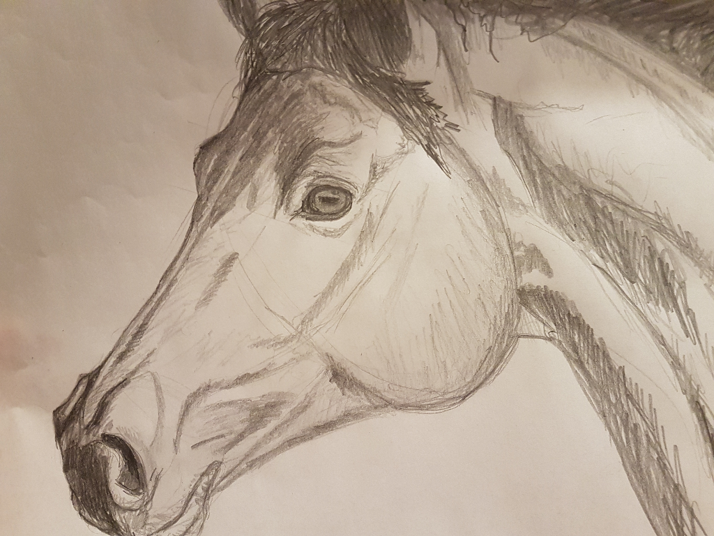 ++VIDEO++ DIY: Pferde zeichnen leicht gemacht - Equestrian Worldwide