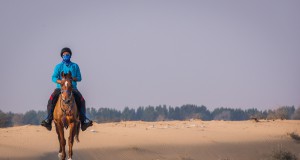 Die Boudheib Initiative soll den Distanzreitsport wieder pferdefreundlicher machen. © shutterstock / Katiekk