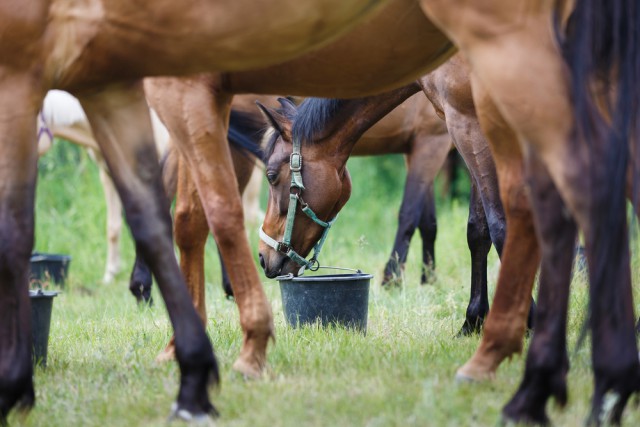 Maintain your horses condition with appropriate changes in feed © Konstantin Tronin