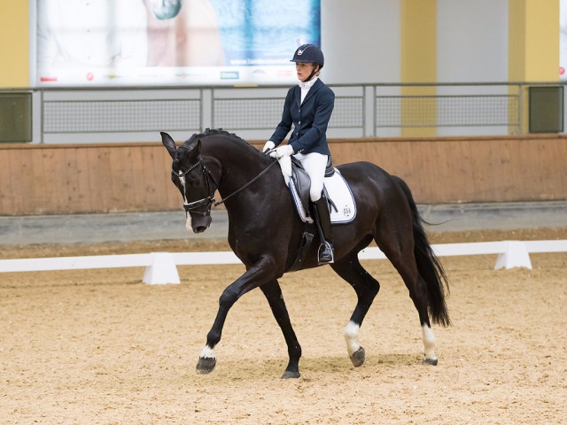 Melanie Hofmann (SUI) gewann mit GB Dolcino die Prüfung der fünfjährigen Pferde am Samstag bei den Stadl Dressage Classics mit 84,00 %. © Michael Rzepa