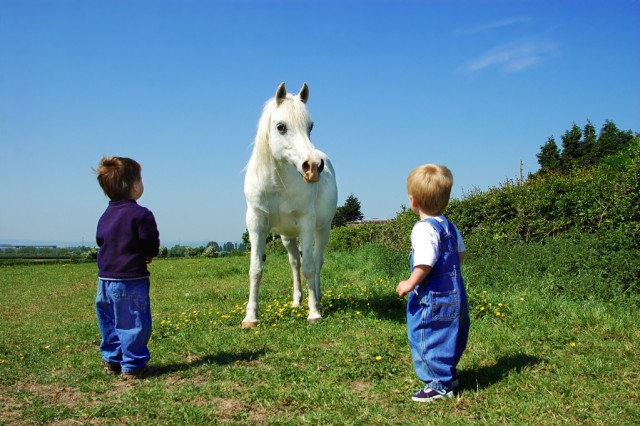 Das Pferd soll immer wissen wo du bist! © Pixel Memoirs / Shutterstock