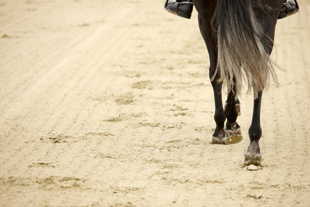 Kraft und Fitness sind wichtig für Pferde  © Shutterstock / Kamil Macniak 