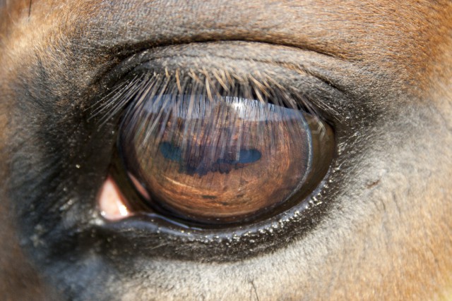 Das Pferd hat die größten Augen aller am Land lebenden Säugetiere. © zizar / Shutterstock