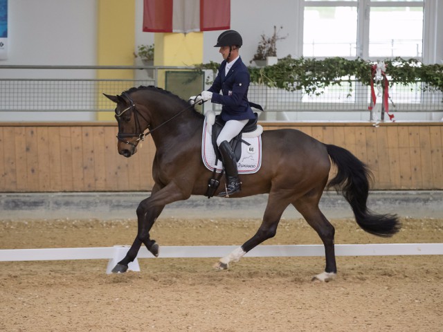 Sieger in der Prüfung der fünfjährigen Pferde: Quizmaster unter Sascha Schulz (LUX) mit 83,60 %. © Michael Rzepa