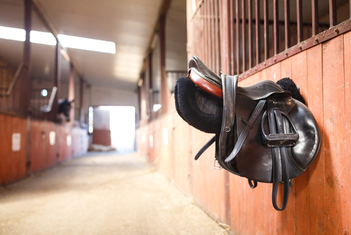 Nach dem positiven Test auf Infektiöse Anämie musste ein Pferd eingeschläfert werden, im Umkreis von einem Kilometer wurde Quarantäne verhängt. © Symbolbild Konstantin Tronin / Shutterstock