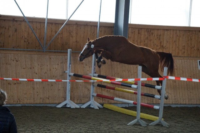 Chamaniene v. Chaman im bewies im Freispringen ihr Talent. © Karina Schröer