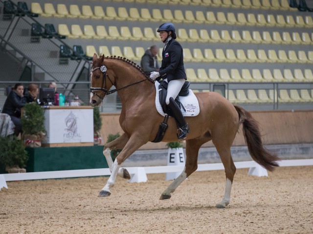 Mit 74,86 % siegte Silky Moves mit seiner Reiterin Hana Vasaryova im Bewerb für siebenjährige Pferde bei den Dressage Classics in Stadl-Paura. © Michael Rzepa