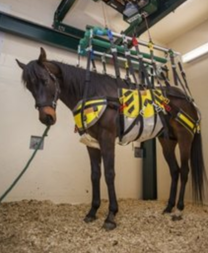 Der neue "Horselift" soll zu starken Verbesserung in der Rehabilitation von Beinfrakturen führen. © Science Daily 