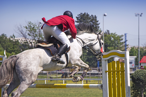 Manche Pferde benötigen mehr, machne weniger zeit - beachte das! © Shutterstock / Ivan Smuk