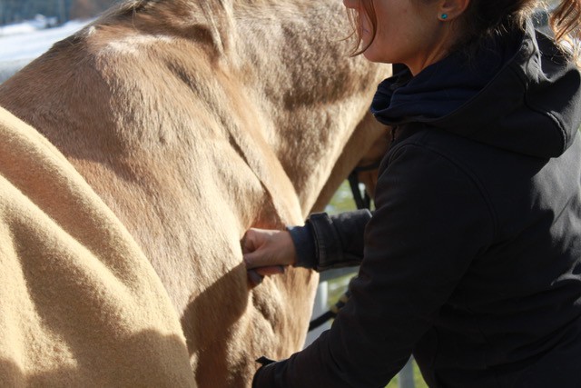 Regelmäßige Massage verhindert Blockaden und tun den Pferden gut. © Shutterstock | Adrienne Tomkinson