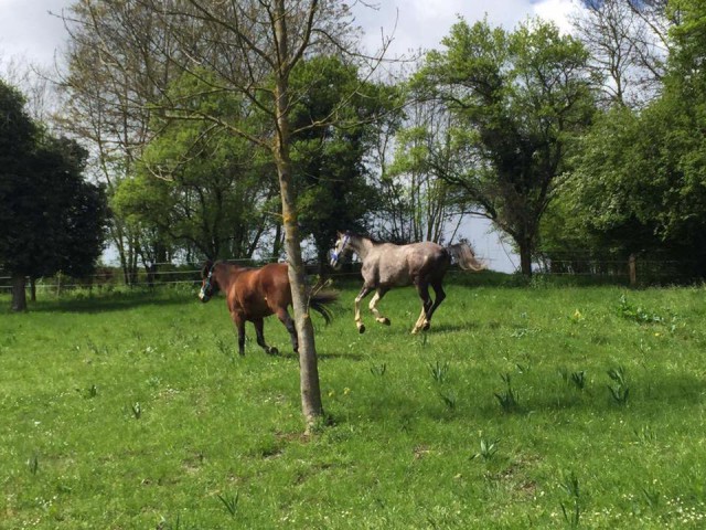 Yvonne Gutsche schreibt: "Oft sind es die leisen Momente, in denen uns ein lebensfrohes Pferd reicht, um der glücklichste Mensch auf der Welt zu sein!" © Pray for Amour Facebook