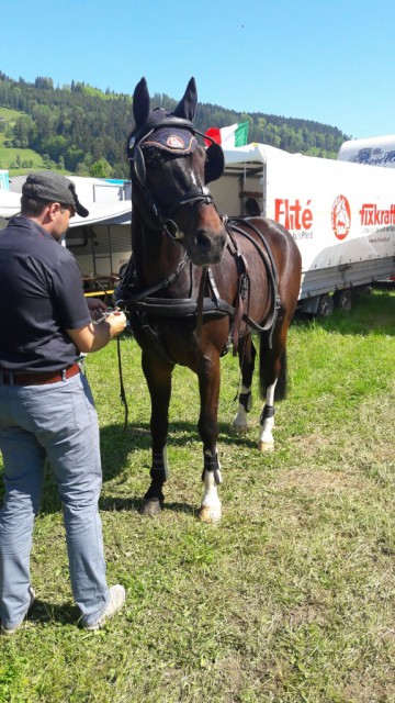 Thomas Blumschein bei der Vorbereitung für das erste internationale Turnier seiner jungen Pferde. © Privat