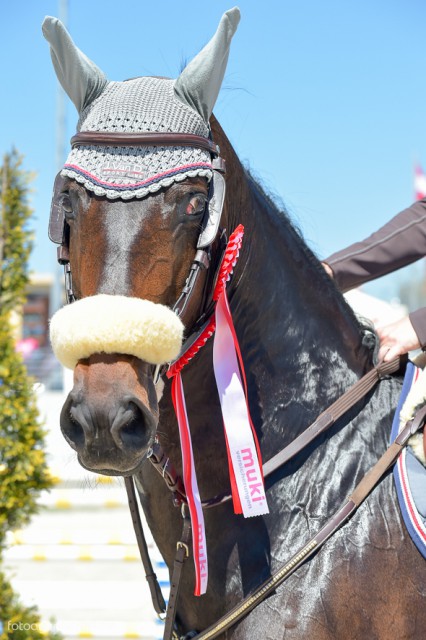 Porträt vom Siegerpferd im Großen Preis Chacco Bella. © Fotoagentur Dill 