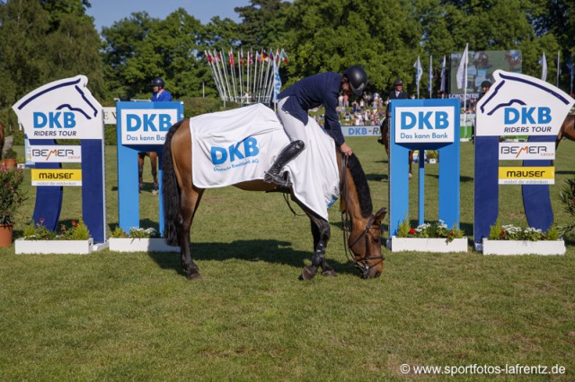 Ein kleiner Snack bei der Siegerehrung ist für Golvers Hill heute definitiv drin gewesen! Immerhin gewann er unter Nigel Coupe die zweite Derby Qualifikation in Hamburg. © Stefan Lafrentz