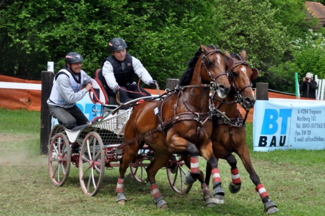 In der Klasse der Pony Zweispänner fuhr Roman Elend aus dem niederösterreichischen Zisterdorf auf das Siegerpodest. © Sonja Bauer