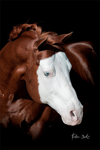 Gunner ist erst das zweite Pferd, das den Status Ten Million Dollar Sire erreichte. © NRHA