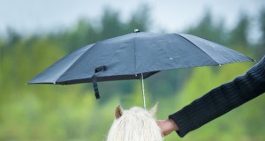 Frischluft bei jedem Wetter, denn Hauptsache unser vierbeiniger Liebling wird nicht nass! © Shutterstock/Grigorita Ko