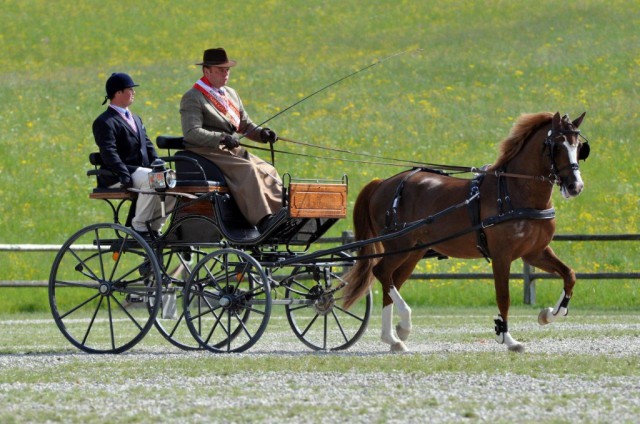 Lokalmatador Erich Pürstinger sicherte sich den Österreichischen Meistertitel in der Klasse Pony Einspänner. © Sonja Bauer