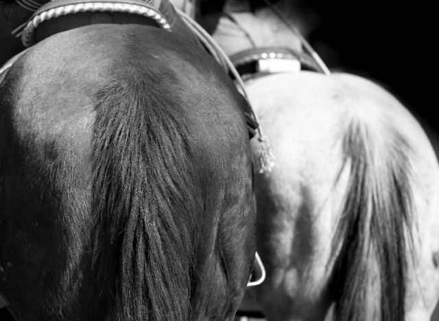 The “use of any drug, chemical, foreign substance, surgical procedure or trauma that would alter a horse’s normal tail function” is prohibited. © Leslie Wells / Shutterstock