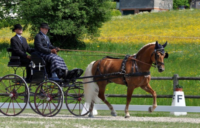 Bei den Pony Einspännern konnte Herbert Rietzler aus Deutschland mit seinem Haflingerhengst Nakuri schon in der Dressur die Konkurrenz klar distanzieren. © Sonja Bauer