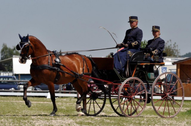 Der Schweizer Leonhard Risch dominierte das Feld bei den Einspännern beim CAI Viechtwang. © Sonja Bauer