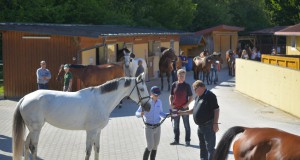 Den Vet Check bei den Amadeus Junior Specials in Lamprechtshausen haben bereits alle Pferde positiv absolviert. © Fotoagentur Dill