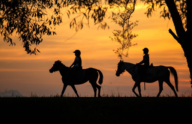Lass dich beim reiten ruhig auch mal begleiten, wenn du ins Gelände gehen möchtest. © Shutterstock | noprati somchit 