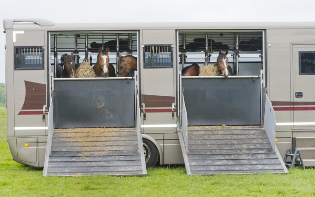  Gebt euren Pferden auf dem Turnier ausreichend Heu. Auch ein kurzer Spaziergang hilft ihnen zu entspannen. © Shutterstock | 