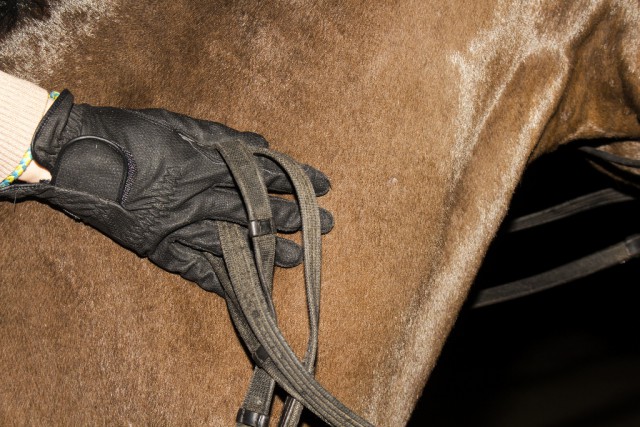 Das Wohl der Tiere sollte für Reiter und Pferdebesitzer im Vordergrund stehen. © shutterstock / Alexey Wraith