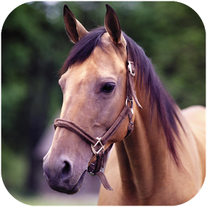 Die Horse Sounds App gibt es im Google Play Store. © Blackswan