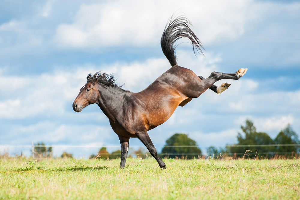 Habt ihr auch manchmal das Gefühl, mich eurem Pferd tauschen zu wollen? © Shutterstock/Grigorita Ko