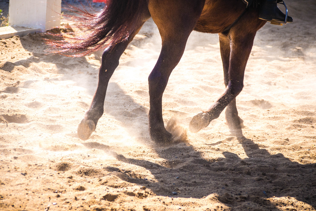 Beim Überspringen eines Hindernisses kam das Pferd mitsamt der Reiterin zu Sturz. © Shutterstock / Usanee