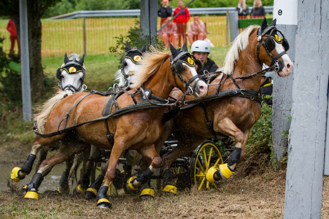 Yannik Scherrer sichtere sich den Sieg im Vierspänner Pony 3* Bewerb. © Marion Berg