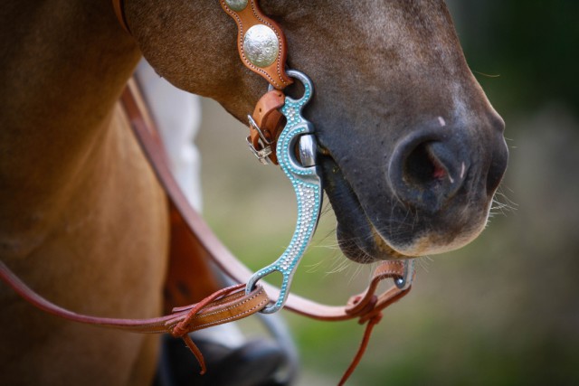 Bis dato mussten die Pferde am Bit vorgestellt werden. Heuer können die 3- und 4-jährigen Pferde erstmals beidhändig auf Snaffle Bit bzw. Hackamore geshowt werden. © MichaelaS / Shutterstock