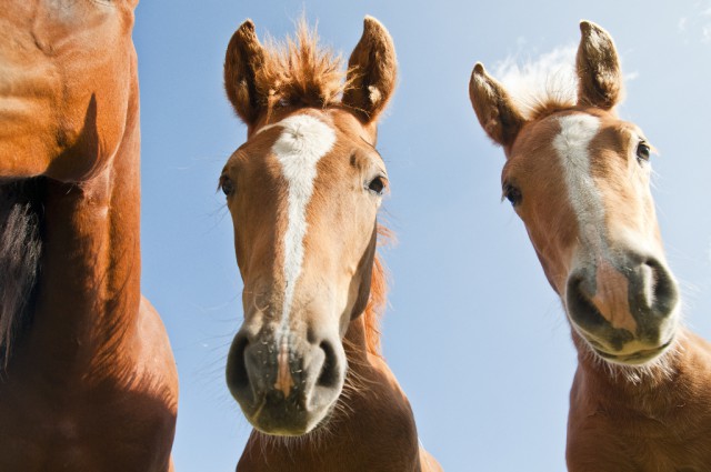 Young horses love to learn. © Shutterstock | ilfaber
