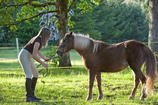 When teaching horses limit new exercises to three times and then have a break © Shutterstock | Robert Crum