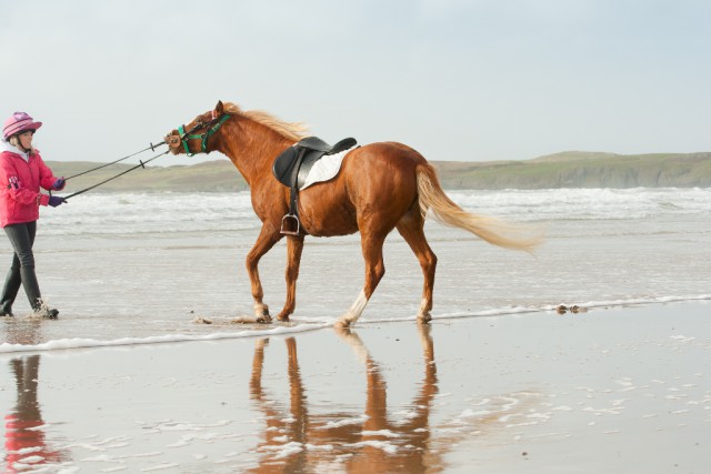 Es kann schon mal vorkommen, dass dein Pferd nicht genau versteht was du von ihm willst © Shutterstock | Groomee