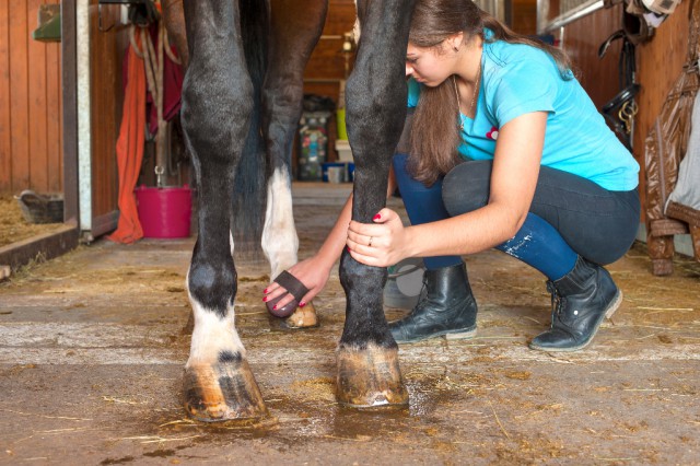 Regelmäßige Wellness für das Pferd ist Pflicht. © Shutterstock/ Anna Elizabeth Photography