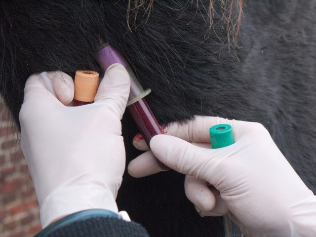 Das Polopferd in Utrecht (Niederlande) zeigte keine Krankheitsanzeichen, das Virus wurde bei einer Routinekontrolle entdeckt. © Henk Vrieselaar / Shutterstock