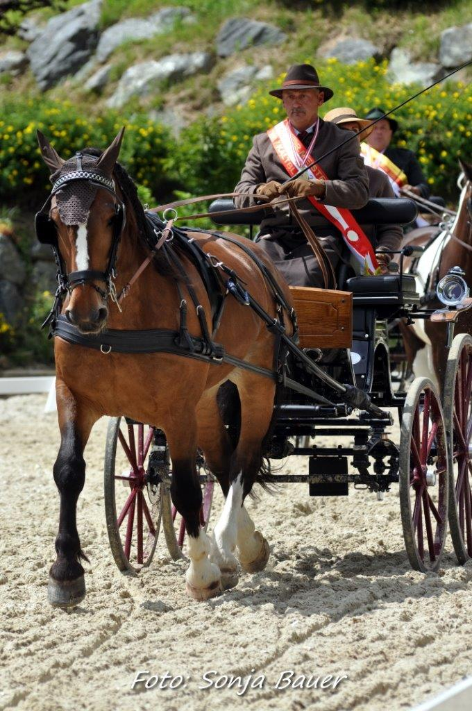 Enrico Allgäuer holte den Bundesmeistertitel bei den Kaltblut Einspännern. © Sonja Bauer