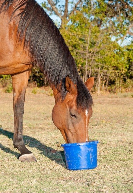 Allein das Wort "Melasse" lässt viele Pferdebesitzer zusammenzucken. ©  Sari ONeal / Shutterstock