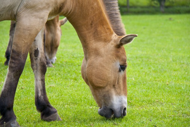  Forschungsergebnisse haben ergeben dass die Zuckerverbindung Fruktan (Weidegras, Heu) für das Pferd leider unverdaulich ist.  © Justgiveitago / Shutterstock