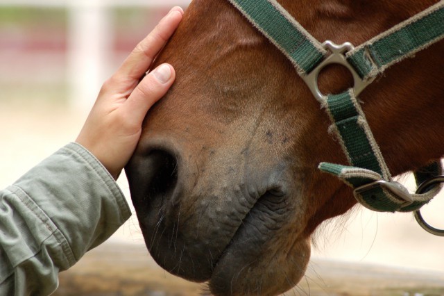 Drei Experten bestätigten, dass die verbotene Substanz über die Hände des Besitzers in den Organismus des Pferdes gelangt sein könnte. © Artpose Adam Borkowski / Shutterstock