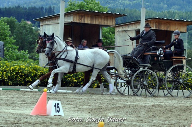 Josef Scheibelhofer holte Gold bei den Zweispännern! © Sonja Bauer